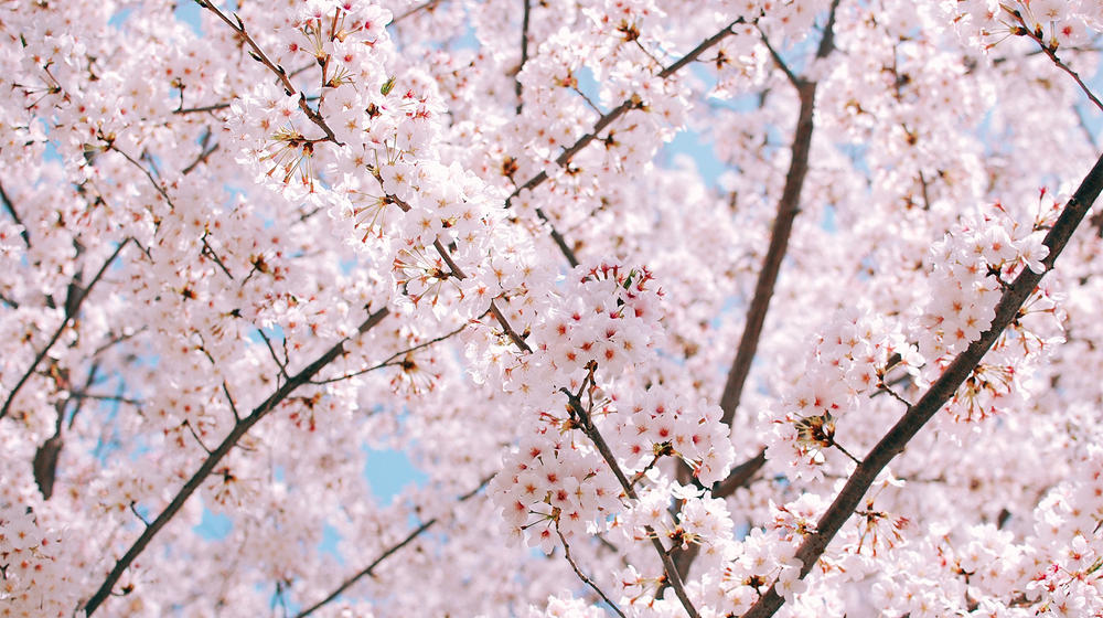 Close-up of delicate pink cherry blossom branches