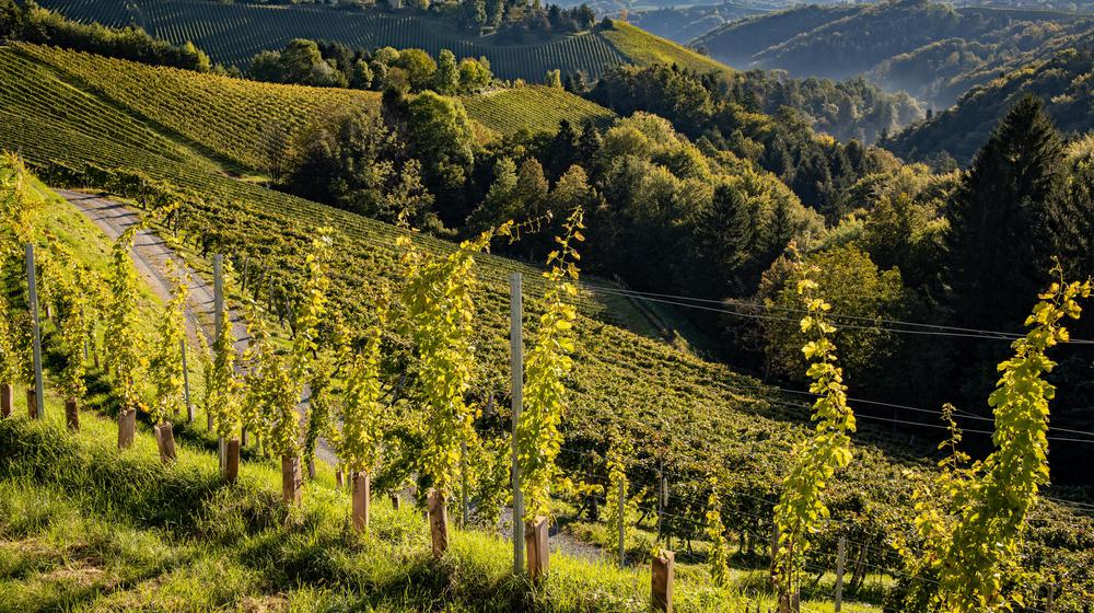 A small road winds through the landscape of southern Styria with beautiful views of the hilly landscape.