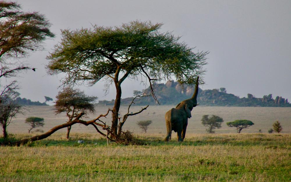 Savannenlandschaft, in der Mitte ein Elefant, der Blätter von einem Baum zupft.