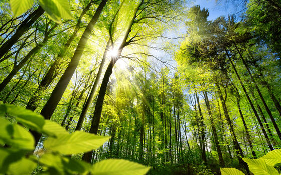 Waldboden mit hohen Bäumen, die Sonne strahlt hindurch