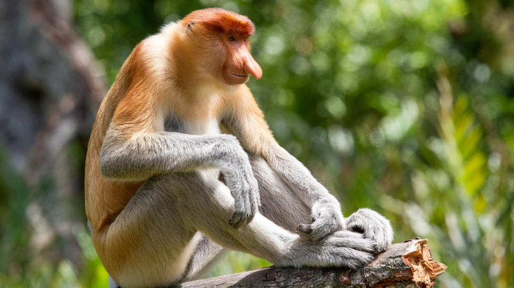  Proboscis monkeys in Borneo